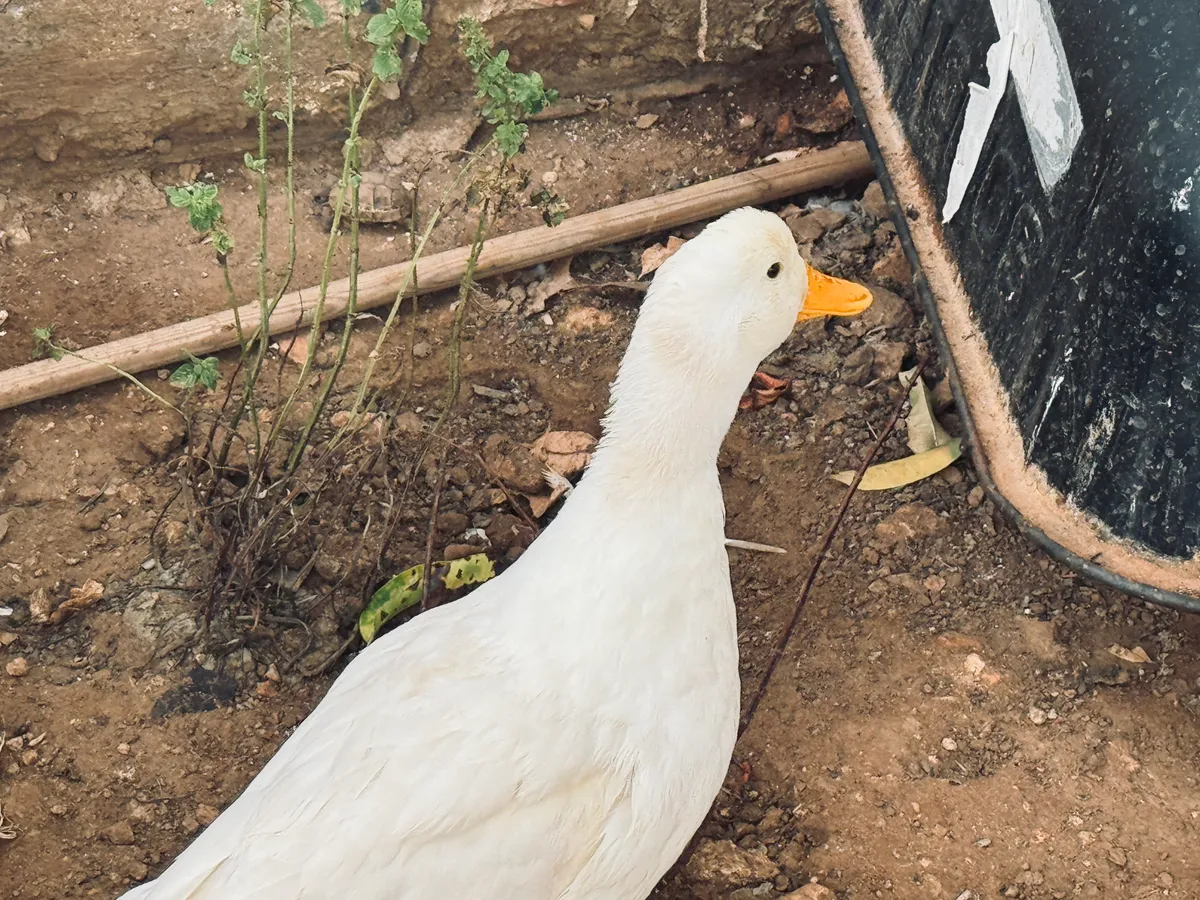 Un canard blanc dans un coin de jardin en terre.