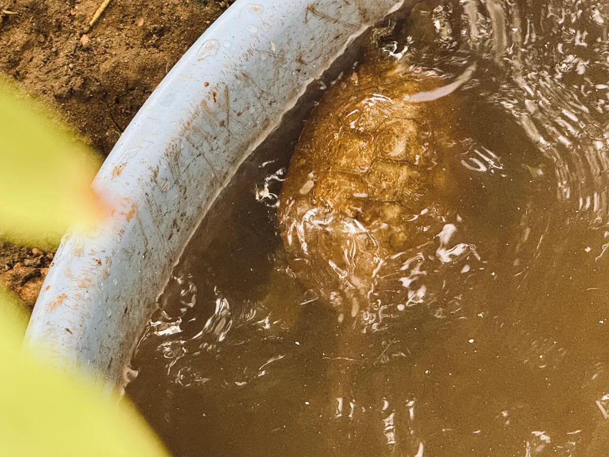 Une tortue dans un bassin d’eau.